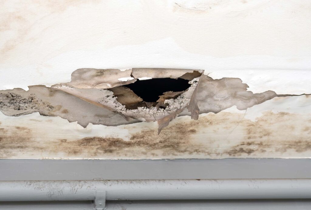 trocpro experten fuer leckageortung schimmelbeseitigung