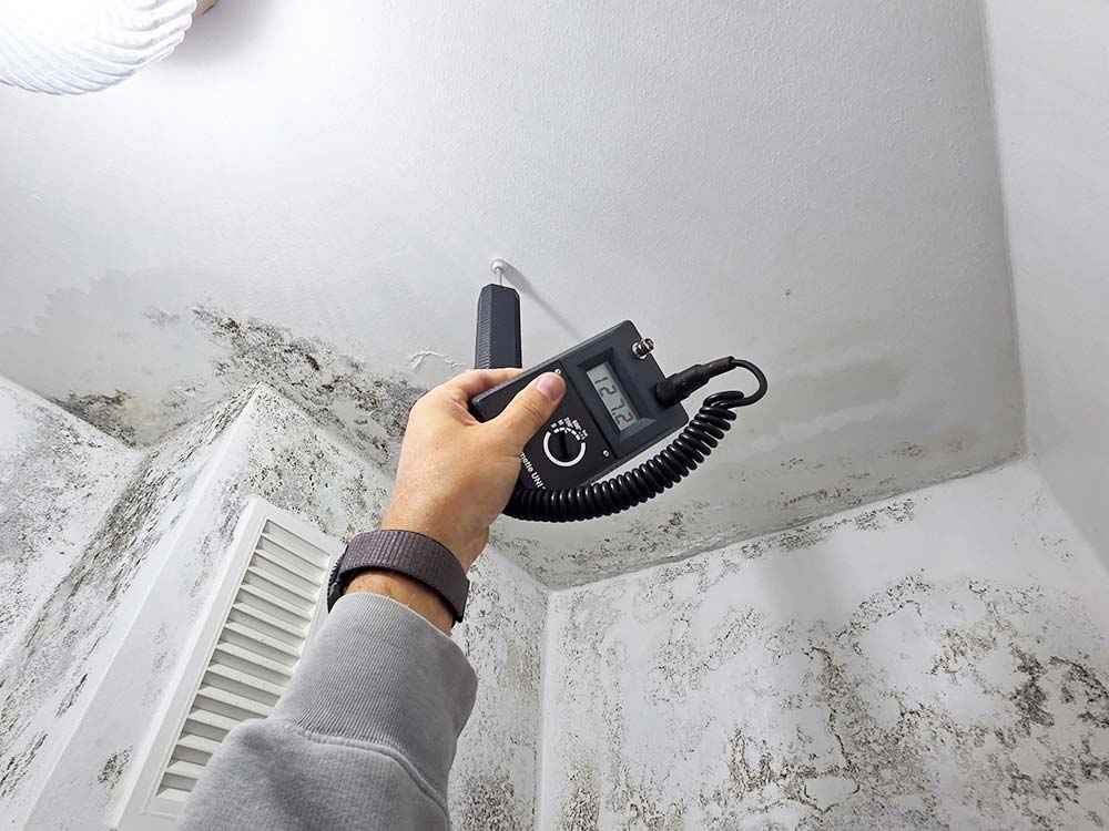 trocpro schimmelbeseitigung analyse