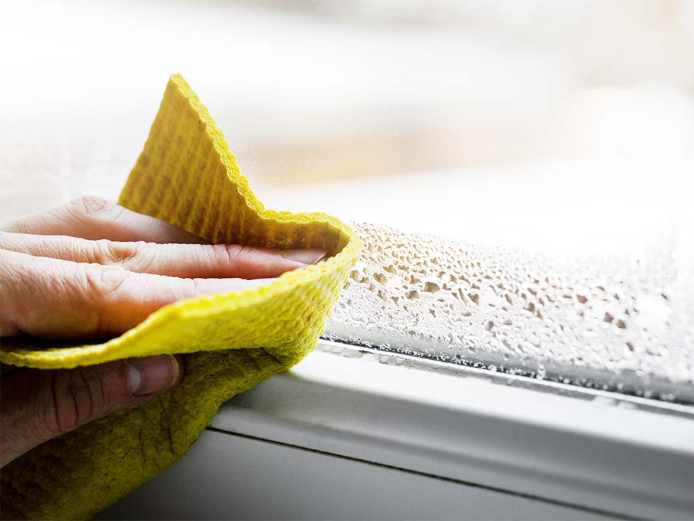 trocpro schimmelbeseitigung entstehung schimmel